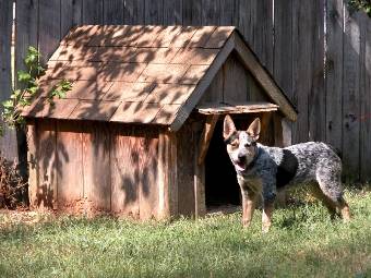 Air Conditioning the Dog House: Climate Control for Pets
                        