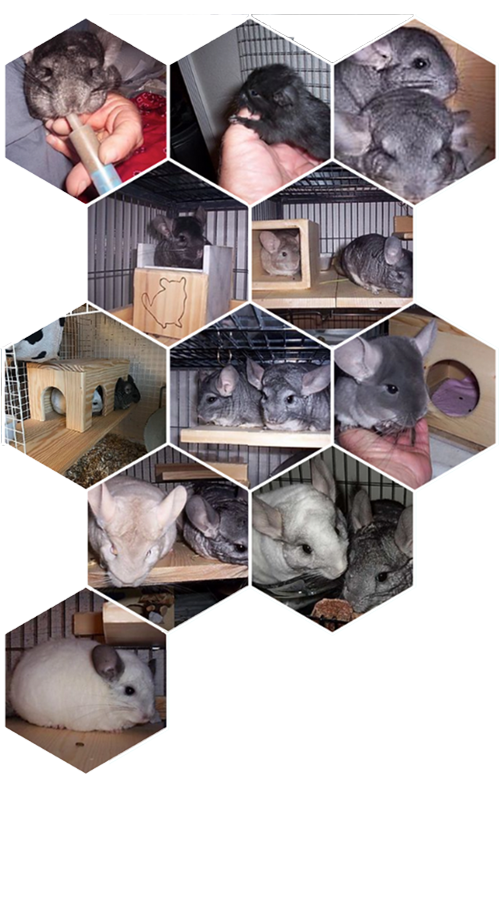 nola chinchilla rescue