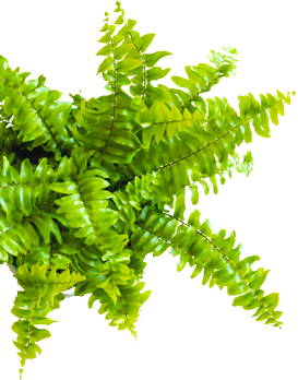 Ferns