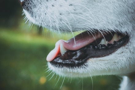 Good oral health in dogs is important