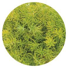 Photo of Lemon Coral® Stonecrop