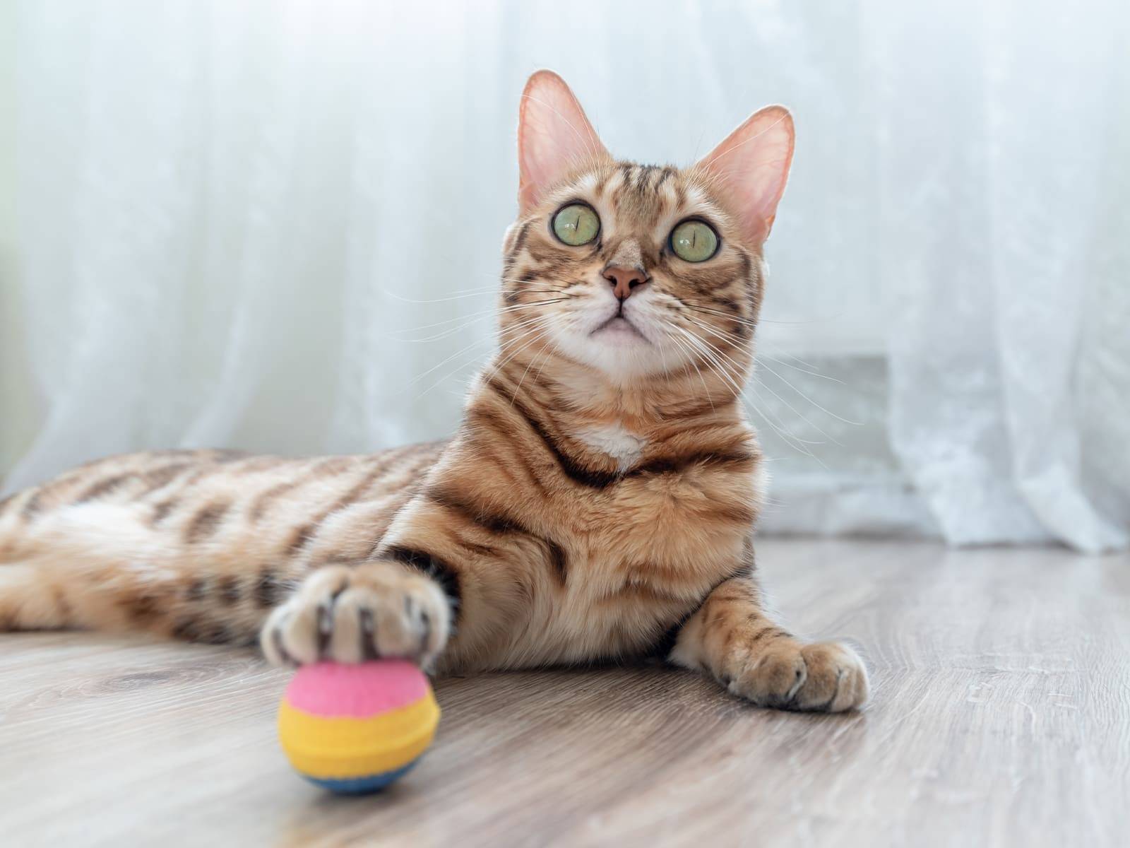 Katze mit Pfote auf einem Ball