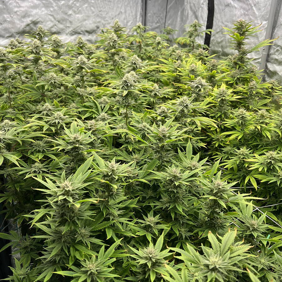 This entire tent of flowering plants is thriving thanks to a 12+ site AirCube system.