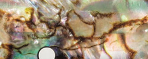 Close-up of iridescent shell with intricate patterns and colors.