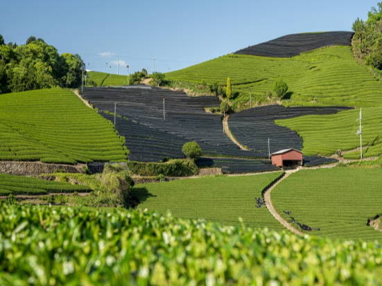 博客：抹茶 vs 煎茶
