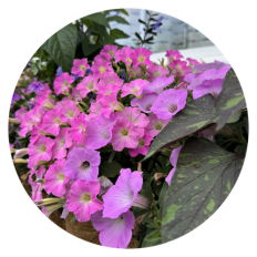 Supertunia Vista® Jazzberry® planted in a garden