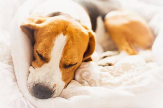 A white and tan beagle puppy sleeps on a white blanket