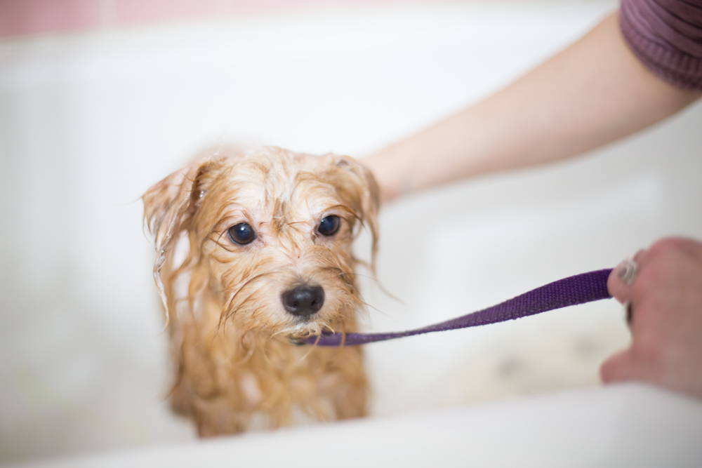 A small dog getting washed in a bath