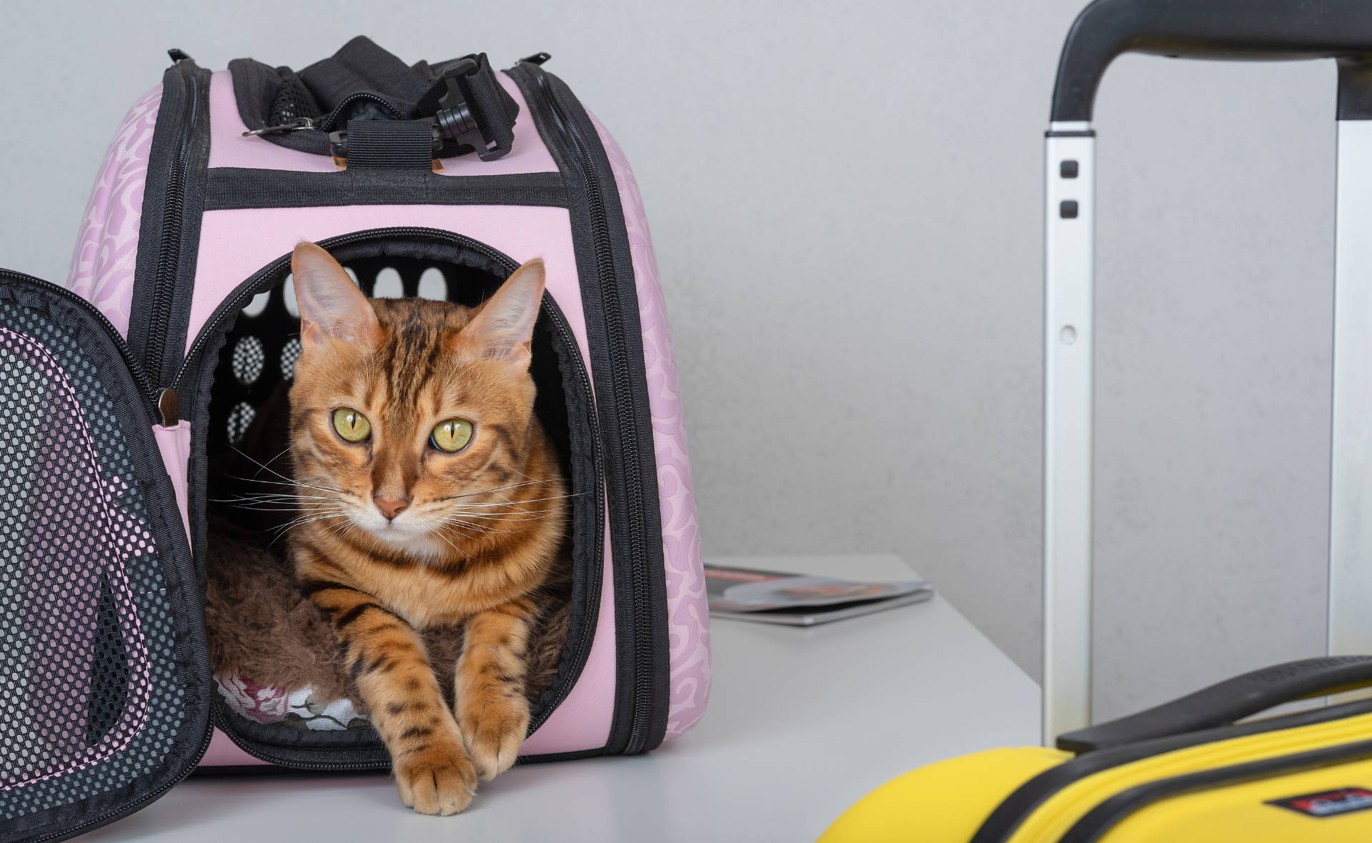 Cat in a pet carrier. How to travel with a cat