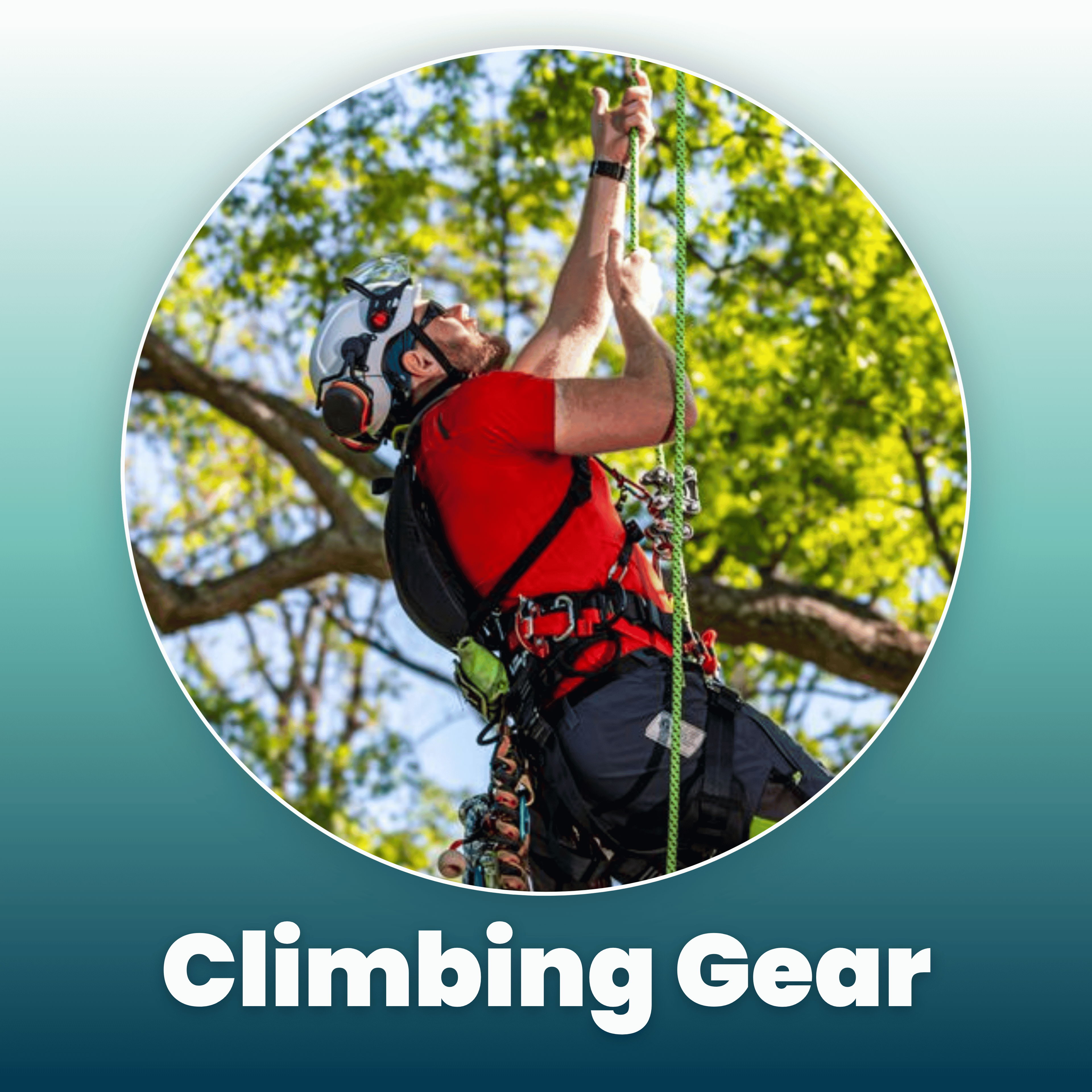 Person using climbing gear in a tree, wearing a helmet and harness.