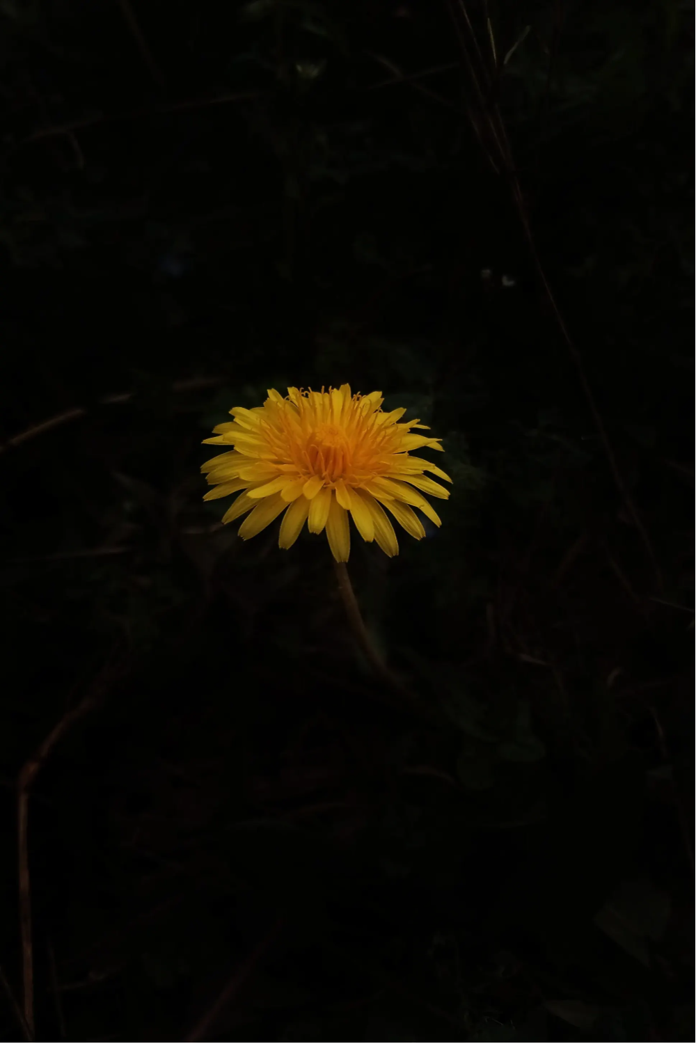 Yellow dandelion flower against a black background