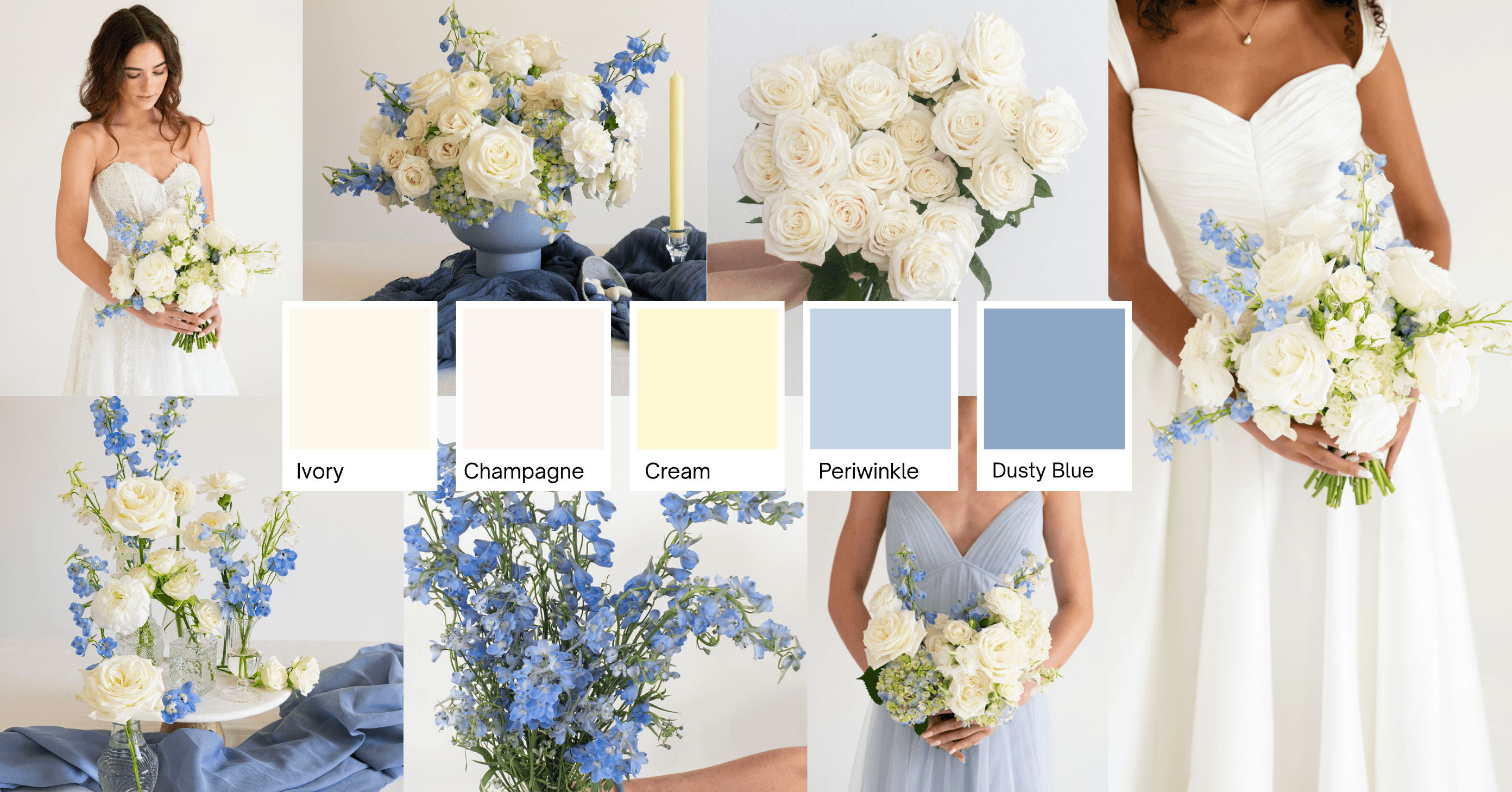 Coastal Hydrangea