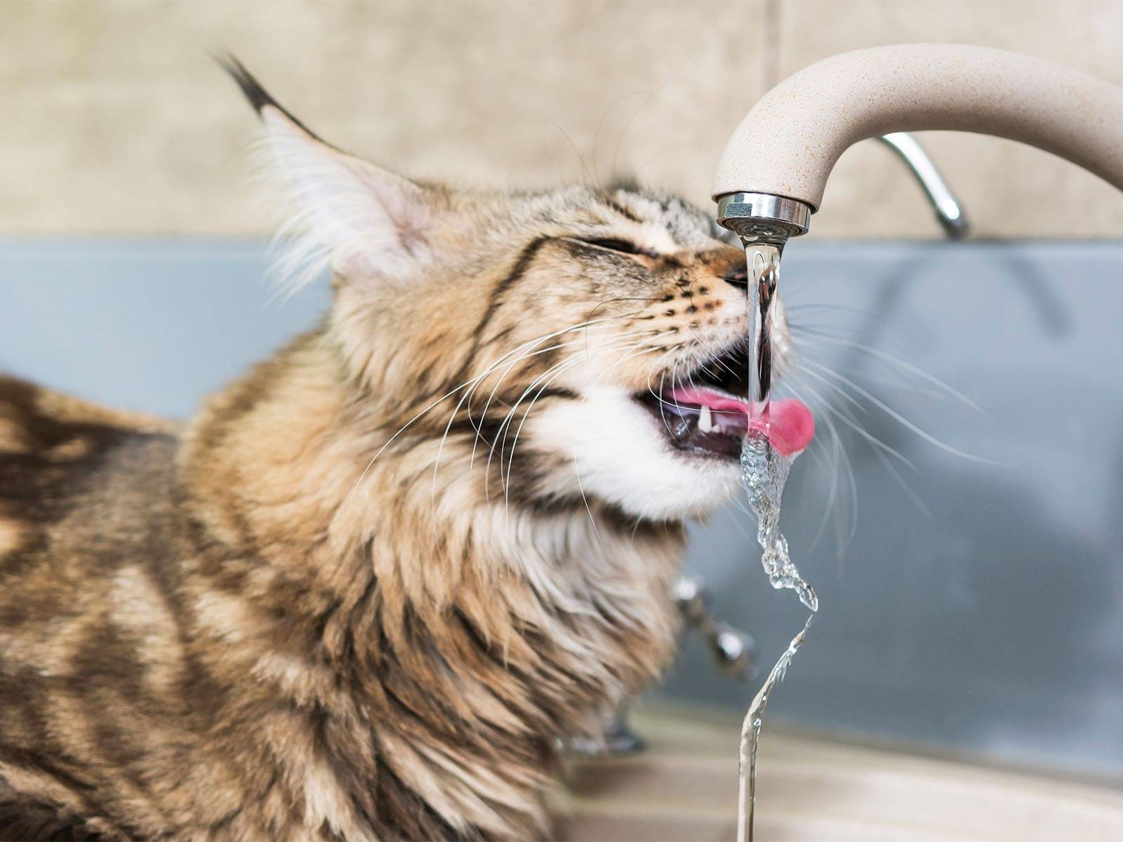 Katze trinkt aus einem Wasserhahn