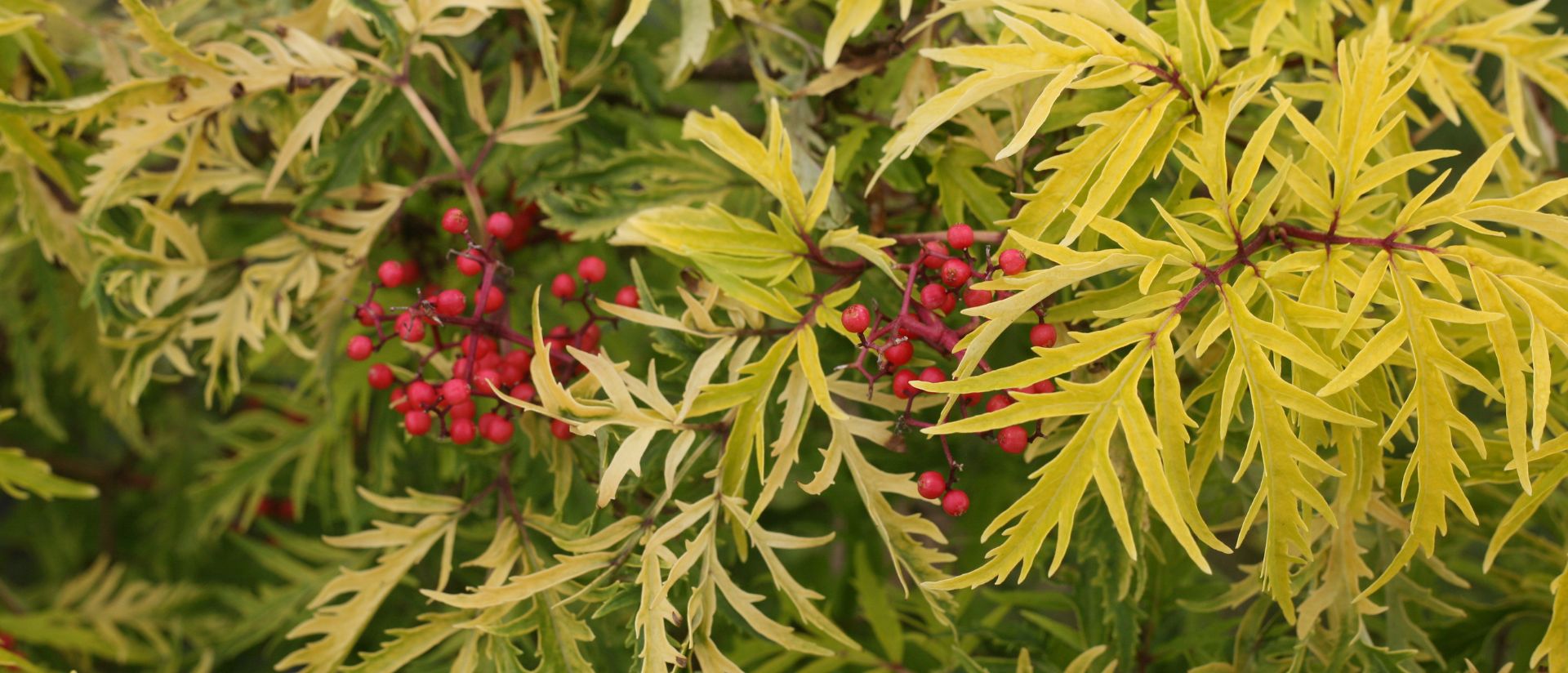 Photo of Lemony Lace® Elderberry