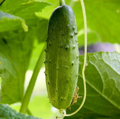 Cucumbers growing for skincare