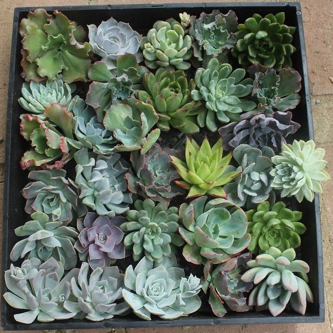 succulent cuttings 4 inches