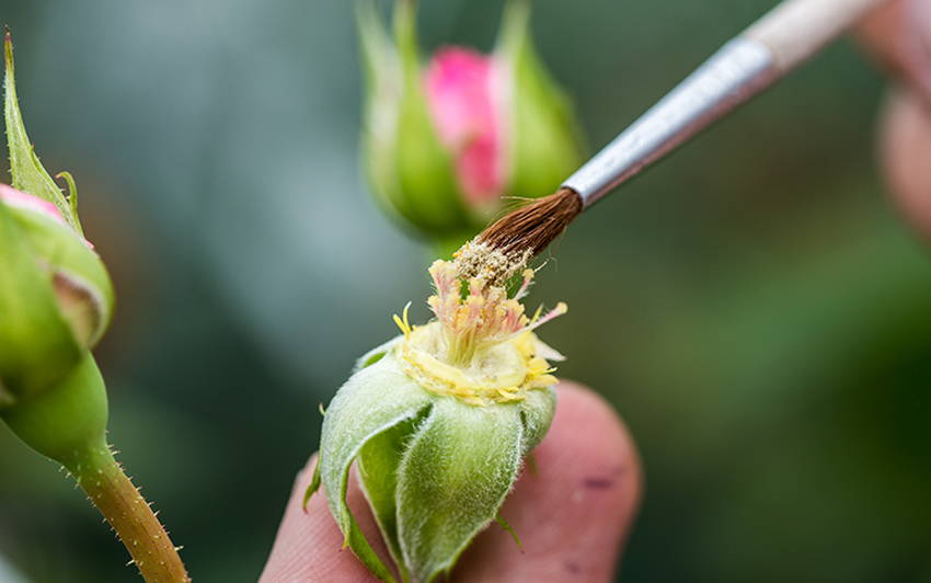 Hybridisation Step 3 – Cross-pollinating a rose by hand using a paint brush