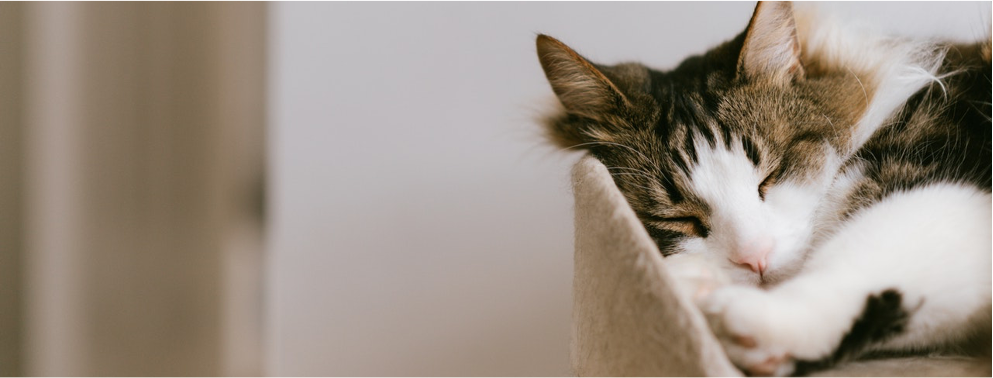 Snoozing Cat