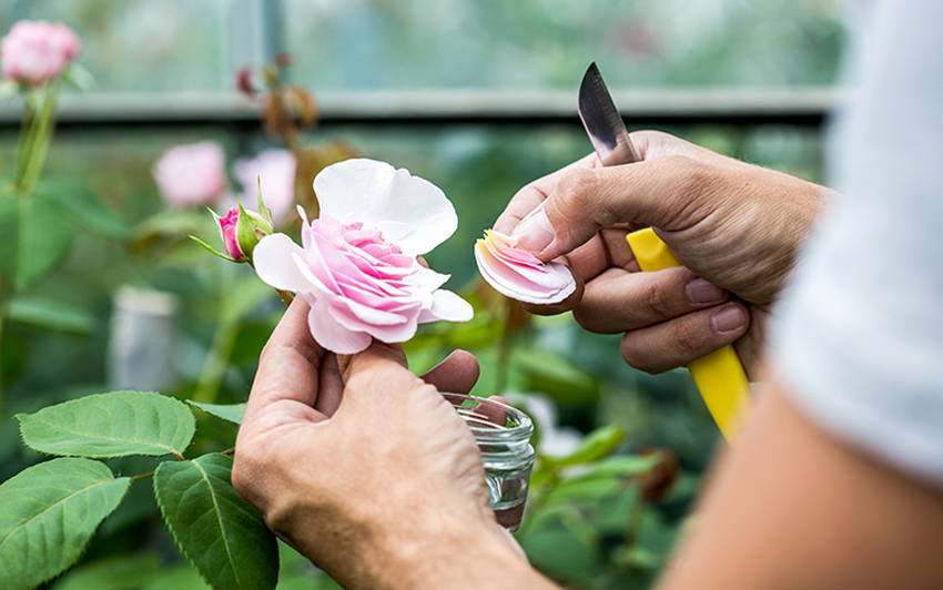 Hybridisation Step 1 - Removing petals off a rose 