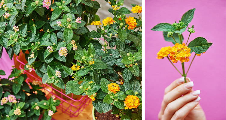 verzorging lantana