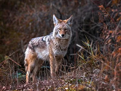 Protect Your Property: Using Train Horns to Repel Unwanted Animals