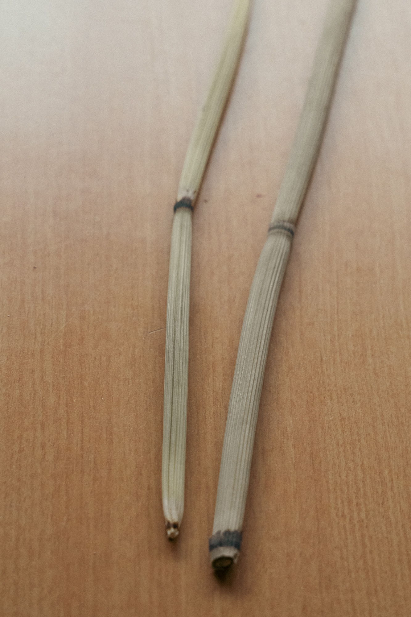 Two long, thin, light-colored sticks placed on a wooden surface.