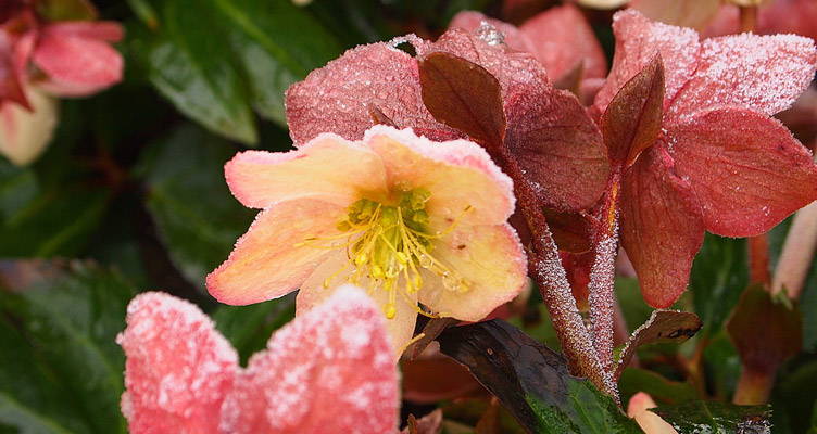 Helleborus: De mooiste winterbloeier