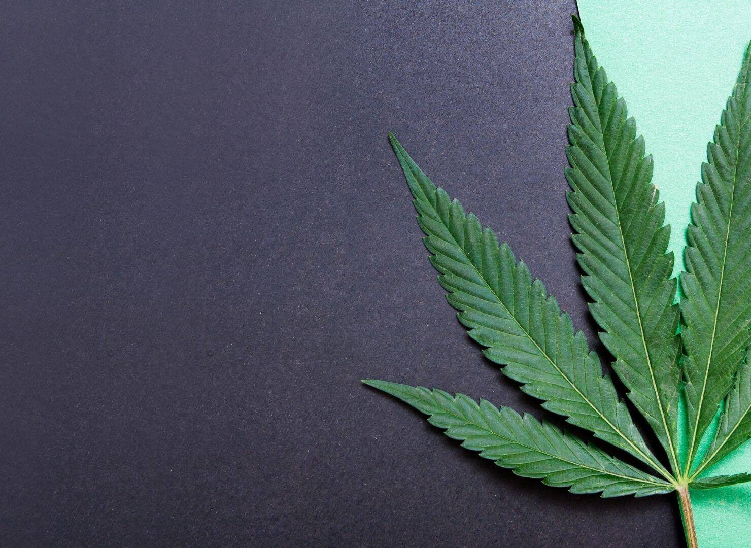 A leaf of Cannabis plant-Is the Entourage Effect Real? 