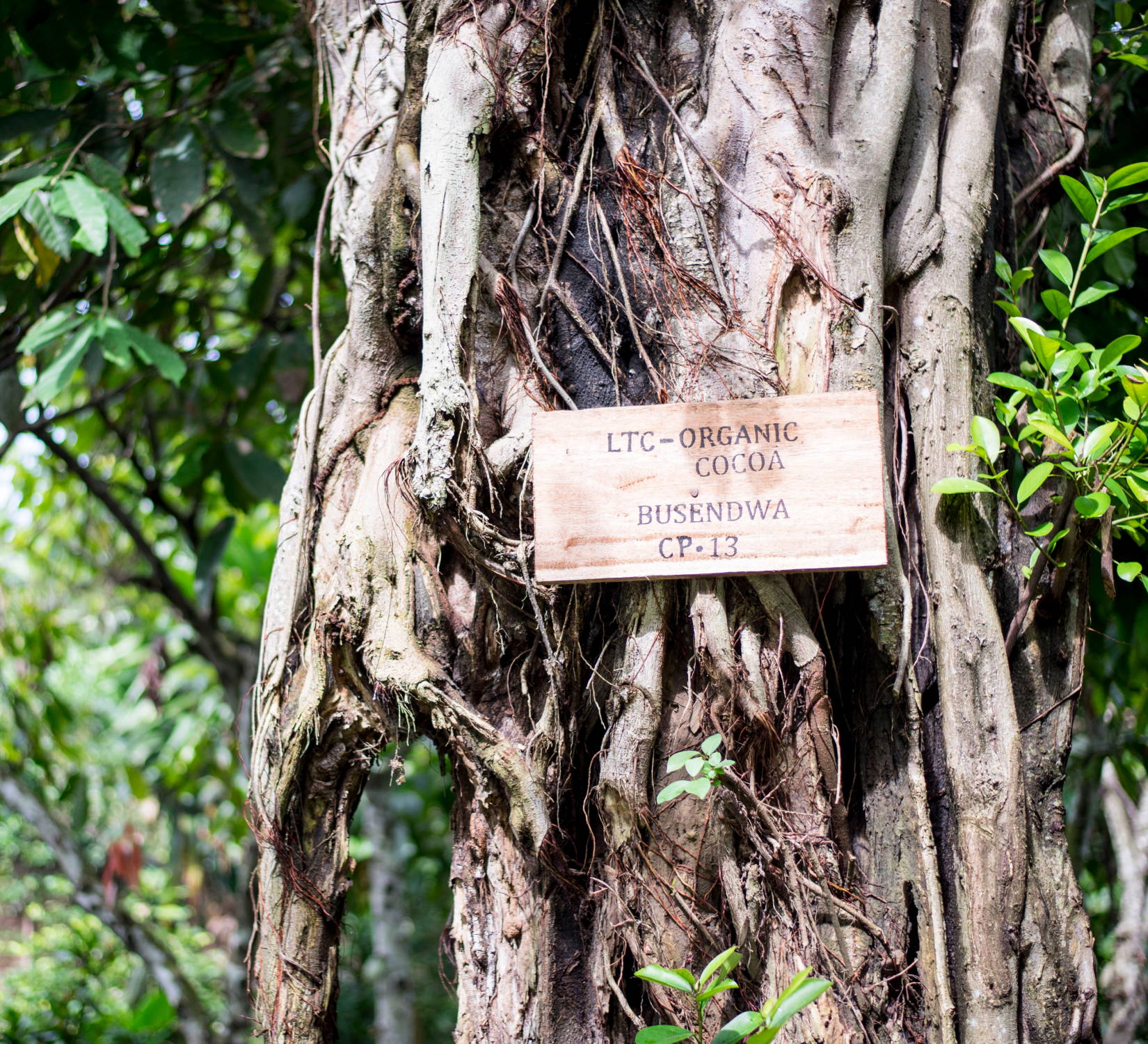 Cacao trees