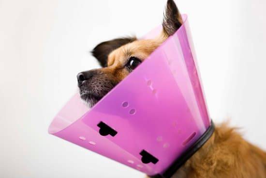 A small brown dog wearing a pink collar cone