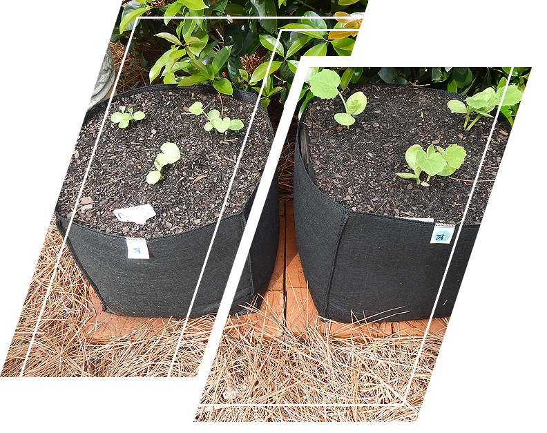 Grow bags are a lightweight, mobile option for gardeners