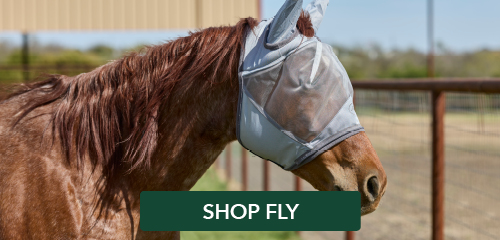 Horse wearing a fly mask in a pasture setting.