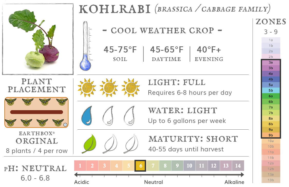 Kohlrabi is a cool weather crop best grown in zones 3 to 9. They require 6-8 hours sun per day, up to 6 gallons of water per week, and take 40-55 days until harvest. Place 8 plants, 4 per row, in an EarthBox Original
