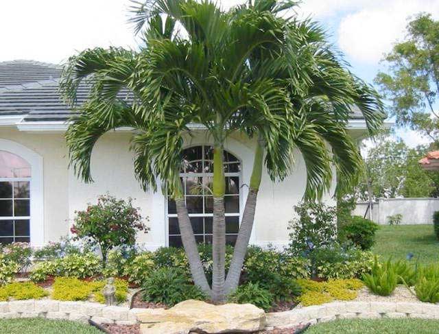 How To Care For Palm Trees Plantingtree