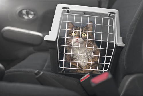 A cat inside a crate on a car seat