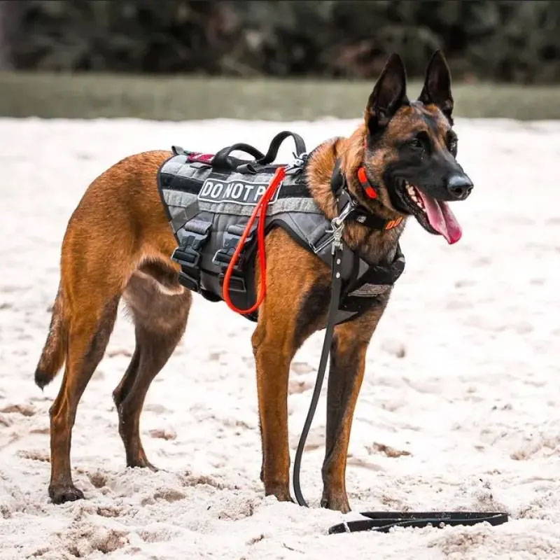 Dog with icon harness on a hike
