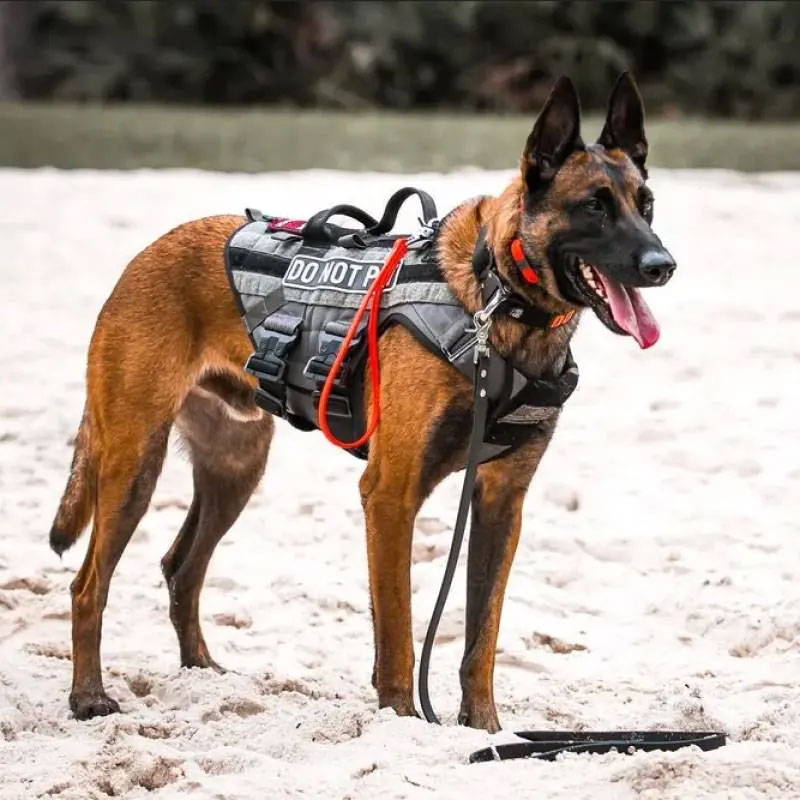 Top 10 Dog Harnesses for 2023 - Ray Allen Manufacturing