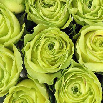 Green Roses - What does green roses mean