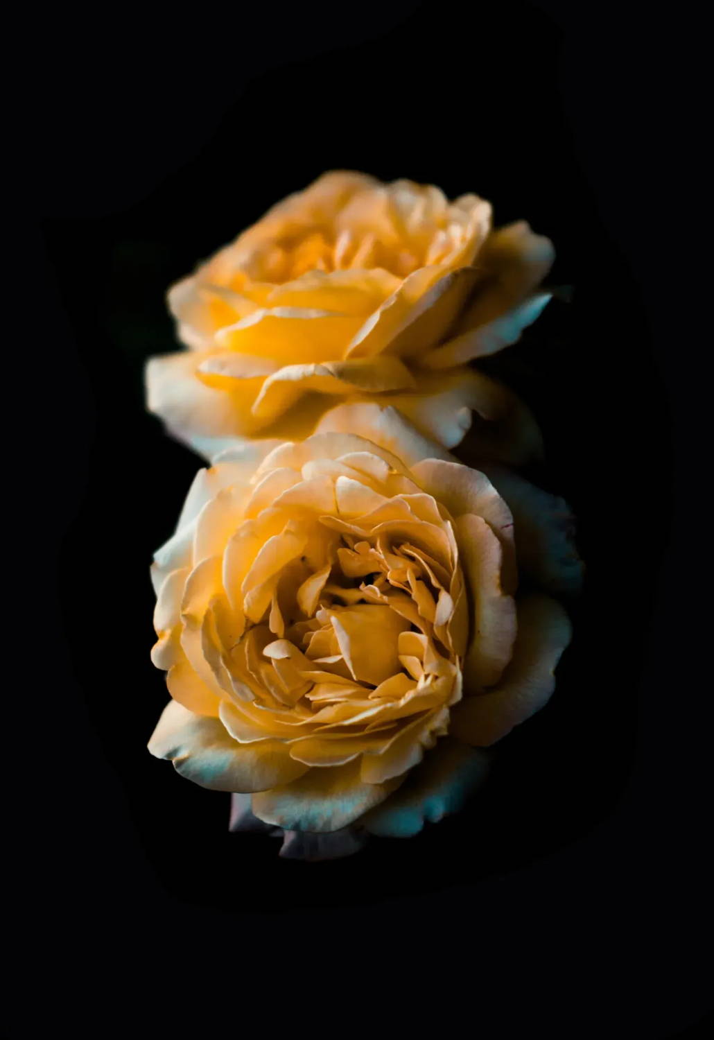 Two yellow roses in front of a black background
