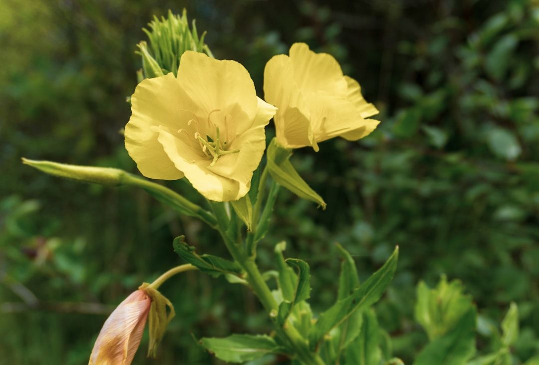 a close up of a yellow flower on a plant
