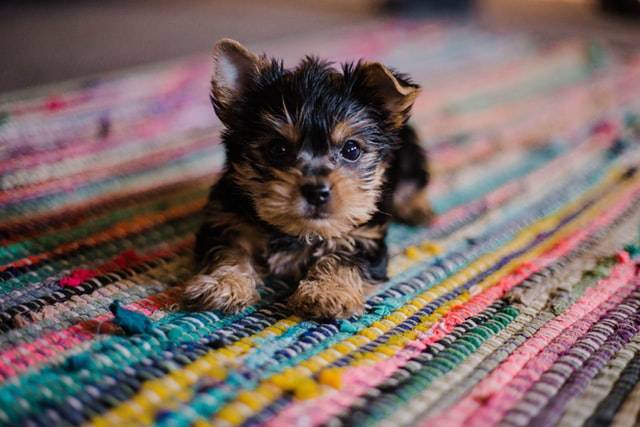 Puppy Sitting On A Rug