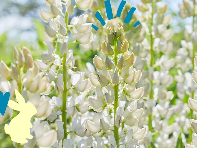 Sweet White Lupine- Babo Botanicals