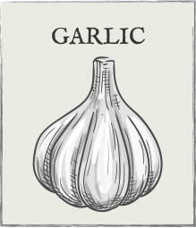 Jump down to Garlic growing guide