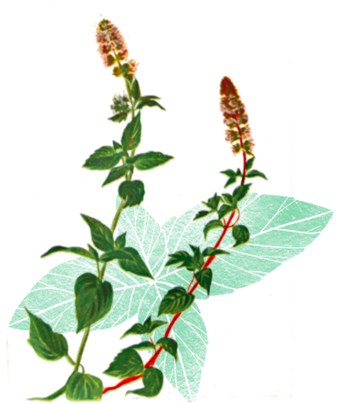 Organic Peppermint: A beloved herbal for it's aromatherapy qualities, peppermint can aid with pain and discomfort in the body, and is a natural calming agent.