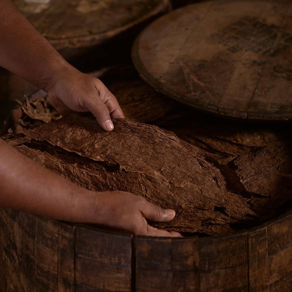 Ein geöffnetes Whiskyfass, in dem sich Tabakblätter zum Fermentieren befinden.
