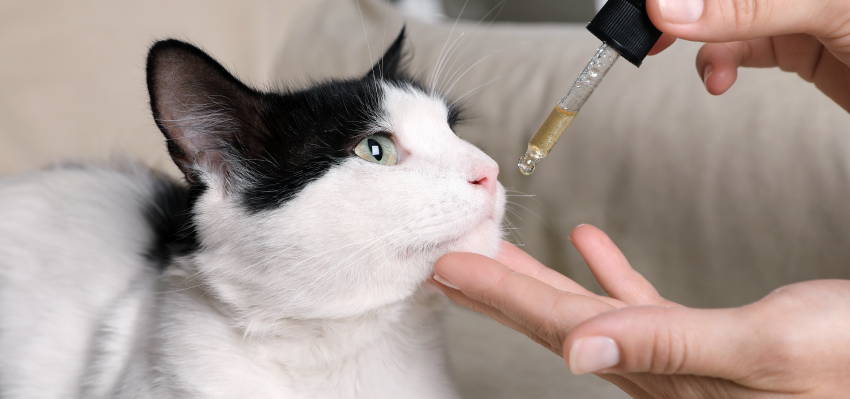 Image of a pet owner and a cat, illustrating the administration technique.
