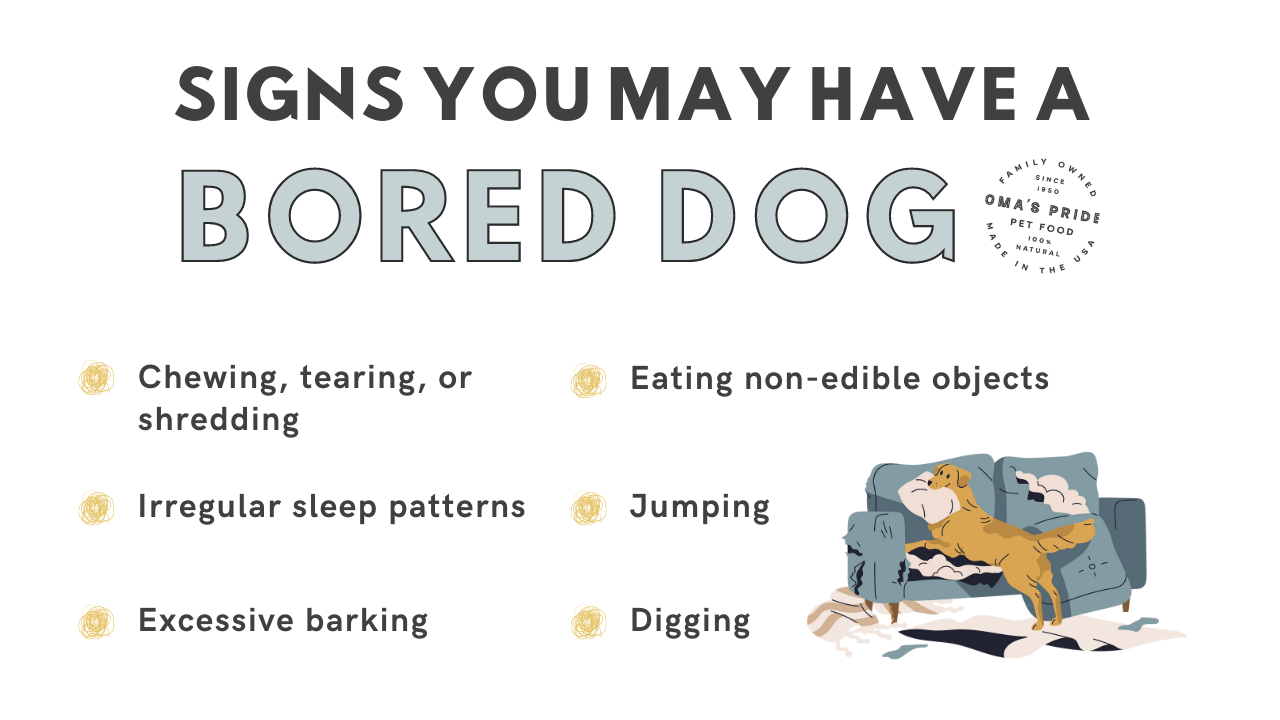 Do dogs get bored? 6 signs you may have a bored dog.