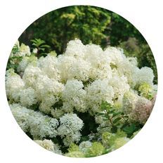 Photo of Puffer Fish® Panicle Hydrangea