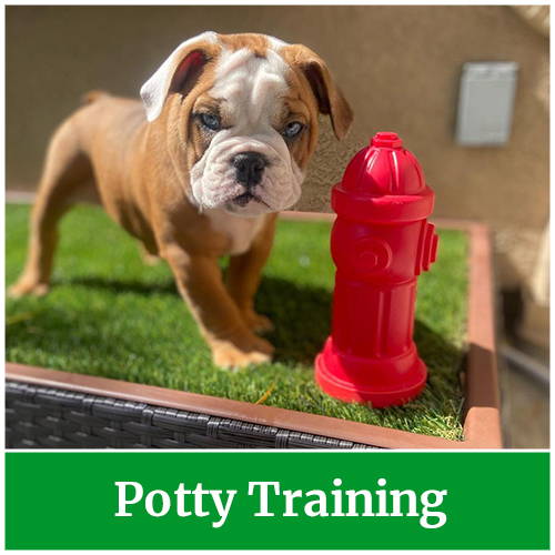 Potty Training your dog and pup