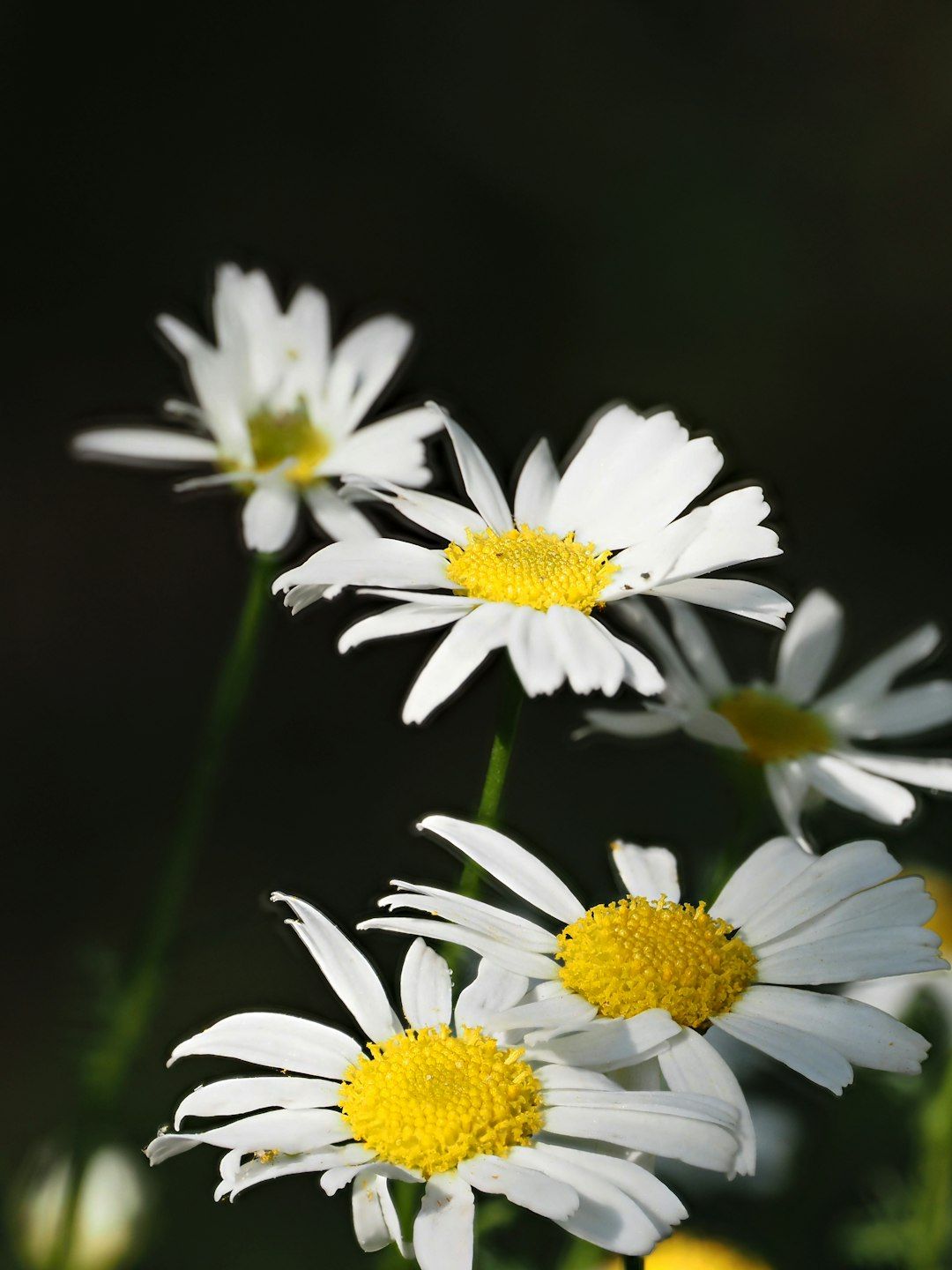 White daisies with yellow centers bloom softly.